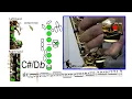 Chromatic Scale Every note on the saxophone
