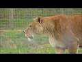 Lion Roaring Compilation Different Lions sounds