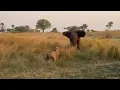 Download Lagu Male lion charges at an elephant so that his lioness can escape