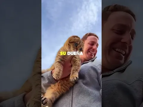 Se enamoró de un gato callejero… y nadie esperaba este final 😿❤️🐈