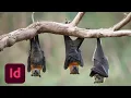 Designing a Bat-Friendly Booklet with Kieron Lewis - 3 of 3 Adobe Creative Cloud