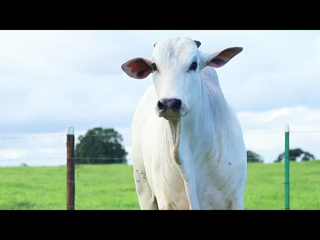 Touro Nelore STZV - 6006