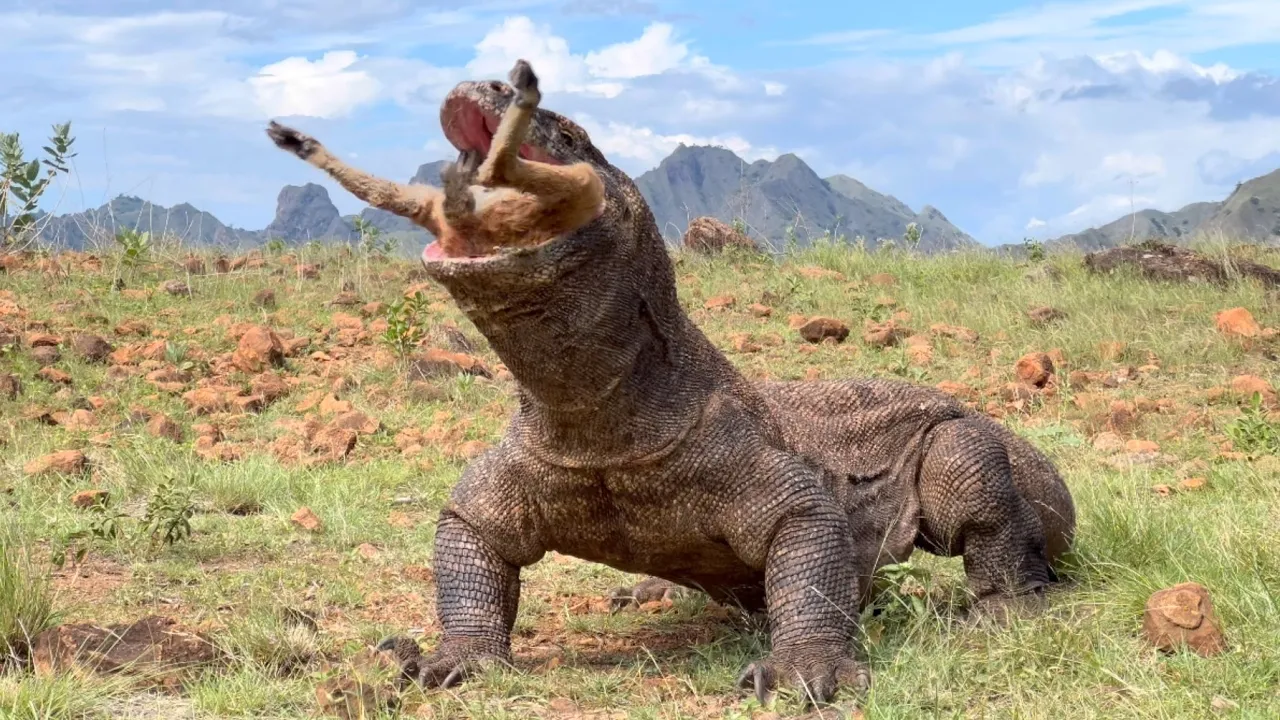 😱Omg The best way a Komodo dragon swallows a goat of all time