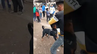 تدريب كلب روت وايلر شرس وعنيف جدا بـ 6000 جنيه بسوق الجمعة 