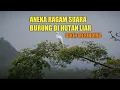 Download Lagu Aneka ragam suara burung di hutan liar bikin merinding