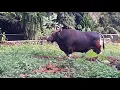 Download Lagu Banteng Jawa(Bos javanicus)