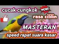 Download Lagu masteran kasar.. CUCAK CUNGKOK speed rapat rasa cililin
