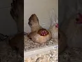 Download Lagu All My Serama Hens are BROODY!🐥🤦🏼‍♀️