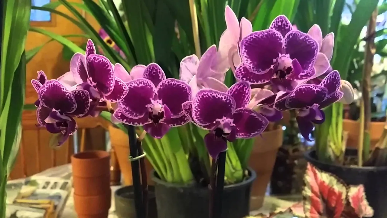 NEW ORCHIDS & BEGONIAS