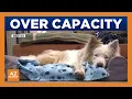 Animal shelter near Flagstaff nears 200 capacity