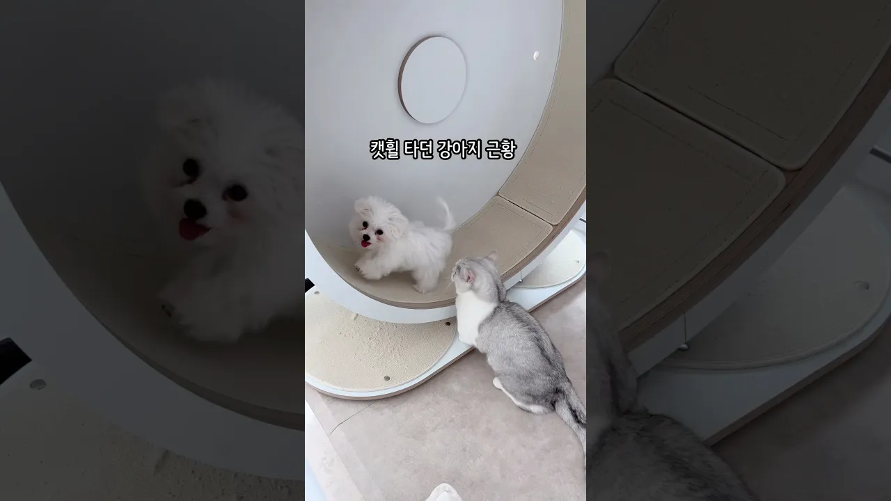 캣휠 타던 강아지 근황