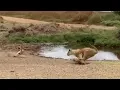 Lagu Lion fails to catch gazelle in epic safari footage