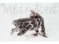 Wild N Sweet Ulysses