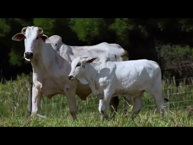 Matriz Nelore ACSM - 56