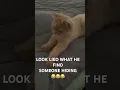Download Lagu SOMEONE HIDING IN THE BLANKET 😂😂😂 #remix #music #rave #cat #edms #ravefam #edm #ravers #edmtrap