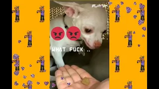 try not to laugh funny angry dog say what fuck funniest cats and dogs videos