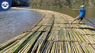 Harvesting MILLIONS Of Tons Of BAMBOO To Produce Chopsticks, Straws, Houses And More