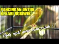 Download Lagu PANCINGAN UNTUK KENARI NGERIWIK AGAR CEPAT GACOR DAN BUKA PARUH