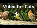 Download Lagu Videos for Cats to Watch : Birds and Squirrels in July -  One Hour