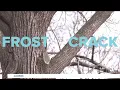 Exploding trees click bait or actually possible