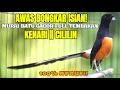 Download Lagu TEMBAKAN MURAI BATU ISIAN KENARI DAN LOVEBIRD