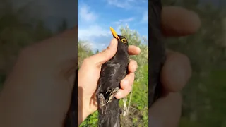 أمسكت طائر الشحرور Birds صيدالطيور صيد 
