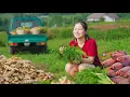 Download Lagu REWIND TIMELAPSE – 365 Days Harvesting Wild Vegetables, Ginger and Banana Flowers Go to Market Sell