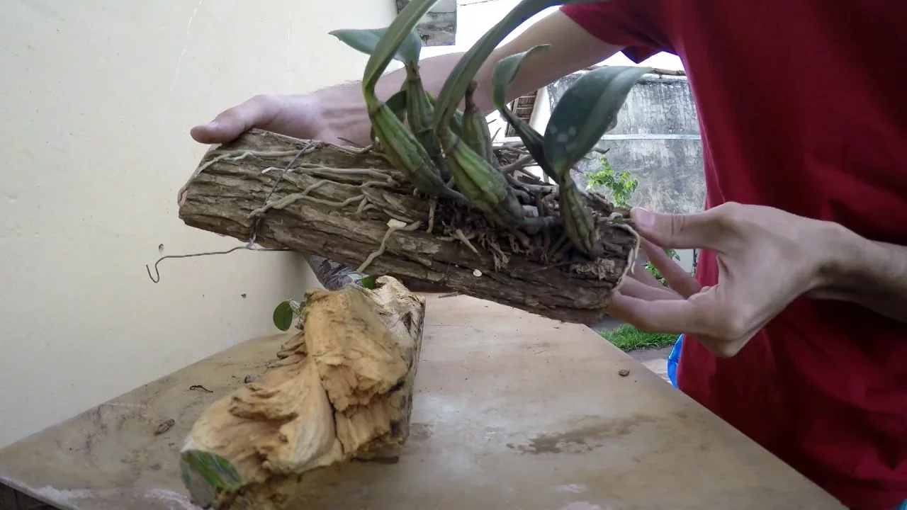 PLANTANDO MUDA DA ORQUIDEA CATTLEYA WALKIRIANA EM MADEIRA DE PEROBA
