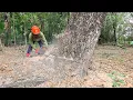 Download Lagu Agile… Felling upright \u0026 leaning trees‼️