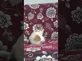 Download Lagu kucing lagi mandi jilat #subscribe And #like #shortsvideo makasih udah tonton