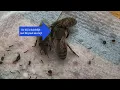 Download Lagu Deel 9: Besmetten test volkjes met Varroa mijten
