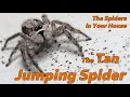 The Tan Jumping Spider - The Spiders in Your House