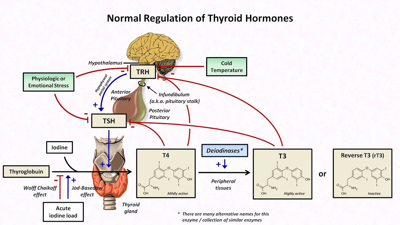 Outline Video Thyroid Hormones and Thyroid Function Tests