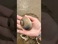Lagu Wow giant snail found at beach!#snail #animallife #beach #oceanlife #sea#shorts #viralvideo #snails