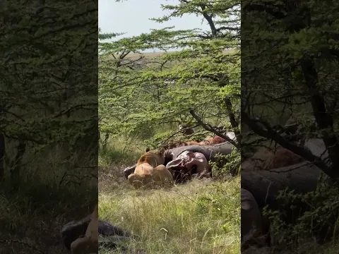 Lone male lion protecting his meal from hyenas