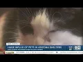 Struggling to pay for or keep your pet Arizona Animal Welfare League can help