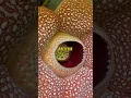 Download Lagu Bunga Raflesia Arnoldi, Bunga yang hanya ada di indonesia❤️🇮🇩