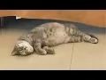 Download Lagu Pregnant stray cat finds home with person who once helped her, decides not to leave