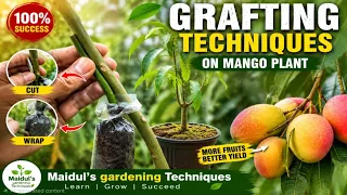 Root Grafting On Mango Plant / Maidul's Gardening Techniques 