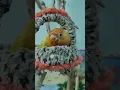 Download Lagu Lovebird enjoy beautiful swing #shorts #ytshorts #swing