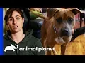 Villalobos Rescues Pup Left Behind By Arrested Owner Pit Bulls Parolees