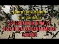 Download Lagu Suara Tarik Dalam n tarik lar. Suara burung walet original
