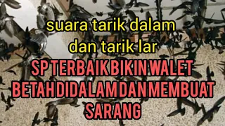suara tarik dalam n tarik lar suara burung walet original