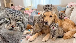 I Let a Wild Manul Cat In… Now My House is FULL of Monsters!🐱🛑