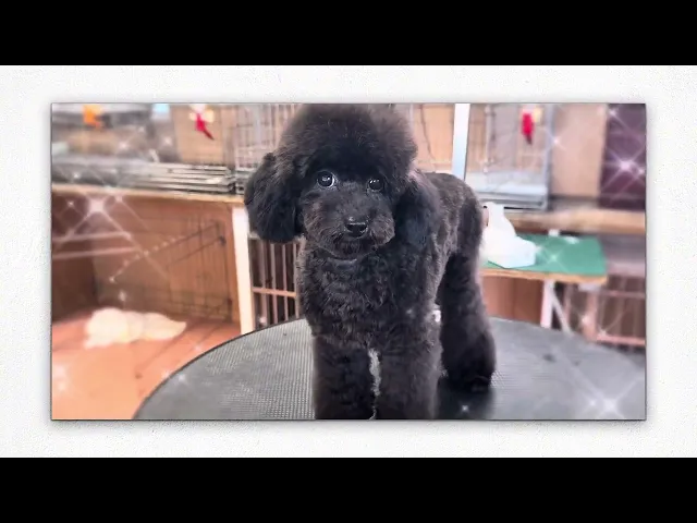 動画