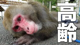 お猿さんが高齢になって、猛暑での散歩で緊急事態になりました…
