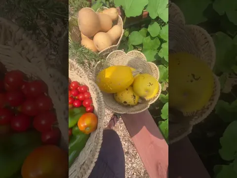 Let’s see what we can harvest from my garden🌱