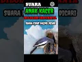Download Lagu #SHORTS suara anak Kacer sedang diloloh induknya, suara pikat paling dicari #kacer#berandayoutube