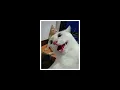 mumuzinho!! Dengo nego [letra]