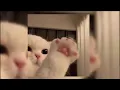 aku cinta dia - speed up + reverb (tiktok version) hati yg berbunga